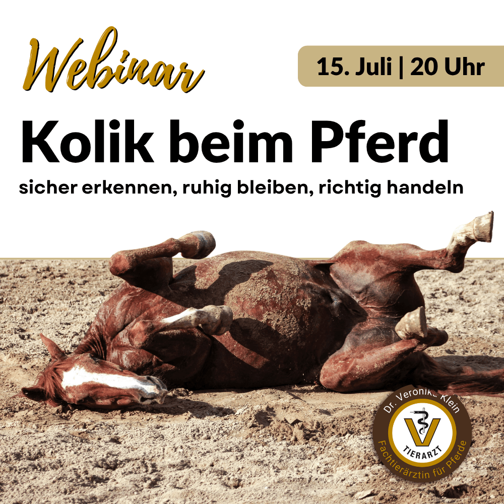Webinar: Kolik beim Pferd