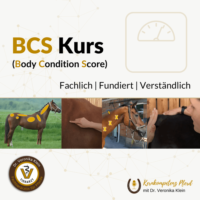 Body Condition Score Kurs