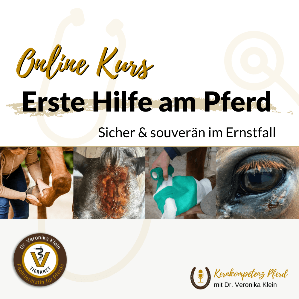 Erste Hilfe für dein Pferd