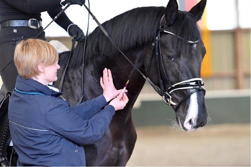 Leistungsdiagnostik Pferd
