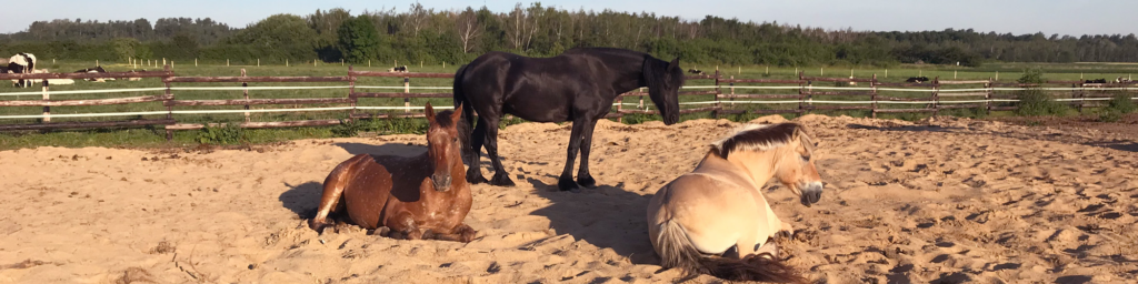 Pferde Offenstall