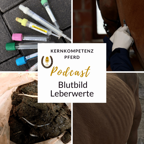 Podcast-Cover Kernkompetenz Pferd zu Folge 29 Lebererkrankungen mit Blutröhrchen, Blutentnahme am Pferd und Heuprobe.