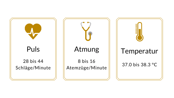 Infografik der PAT-Werte beim Pferd: Puls 28 bis 44 Schläge, Atmung 8 bis 16 Atemzüge, Temperatur 37,0 bis 38,3 Grad.