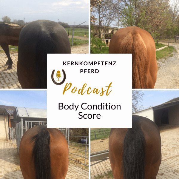 Vier Pferdekruppen von hinten im Vergleich, Titelbild der Podcastfolge zum Body Condition Score