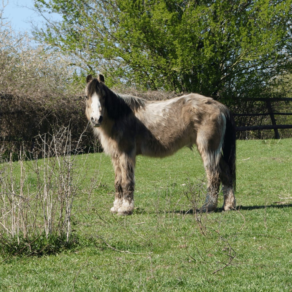 Pony mit langem, lockigem Fell auf der Weide, die Hypertrichose ist das eindeutigste Zeichen für PPID