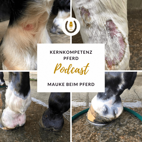 Titelbild der Podcast-Folge Mauke beim Pferd mit vier Beispielfotos von Mauke in der Fesselbeuge