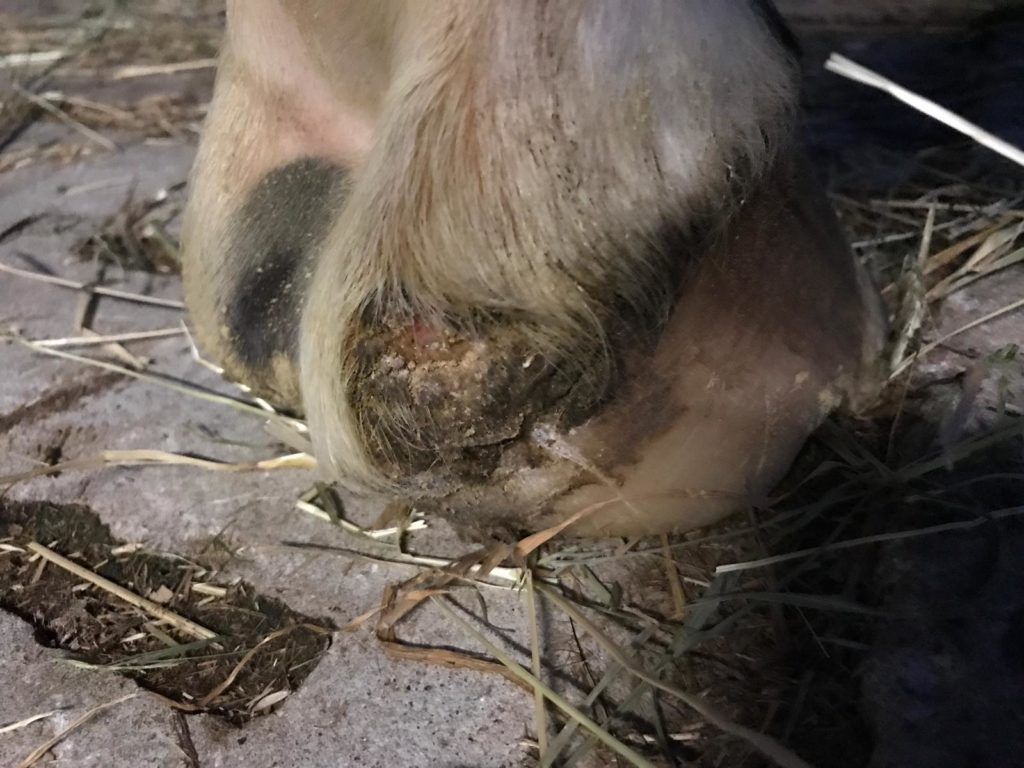 Nahaufnahme einer stark verkrusteten, nässenden Mauke am Fesselballen eines Pferdes
