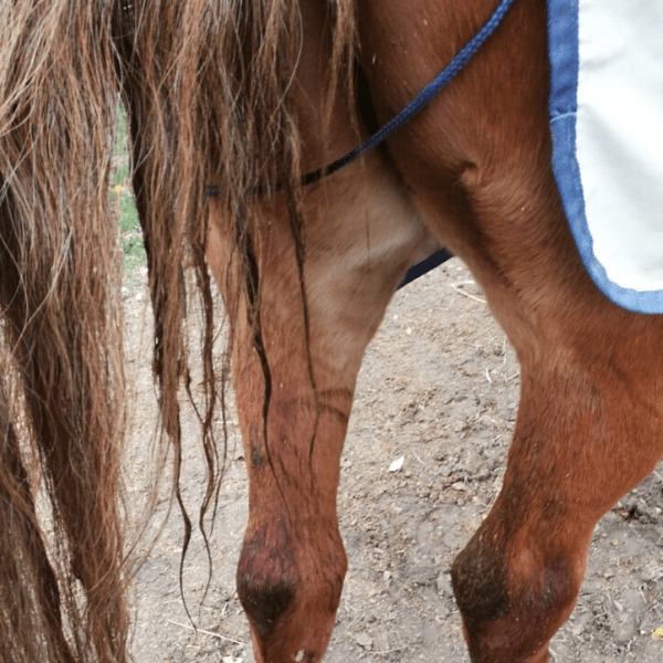 Durch Kotwasser verklebter und verschmutzter Pferdeschweif, das typische äußere Zeichen