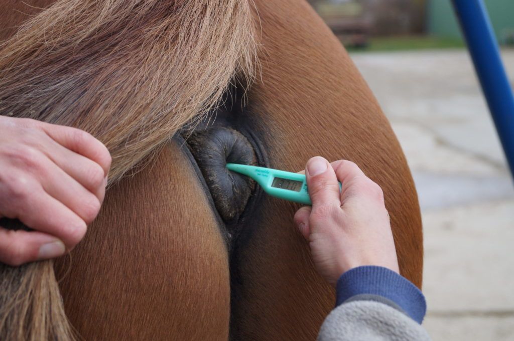 Fiebermessen beim Pferd mit digitalem Thermometer, wichtig zur Abgrenzung von echtem Durchfall