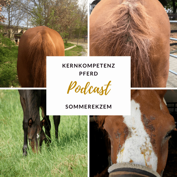 Titelbild der Podcast-Folge zum Sommerekzem beim Pferd