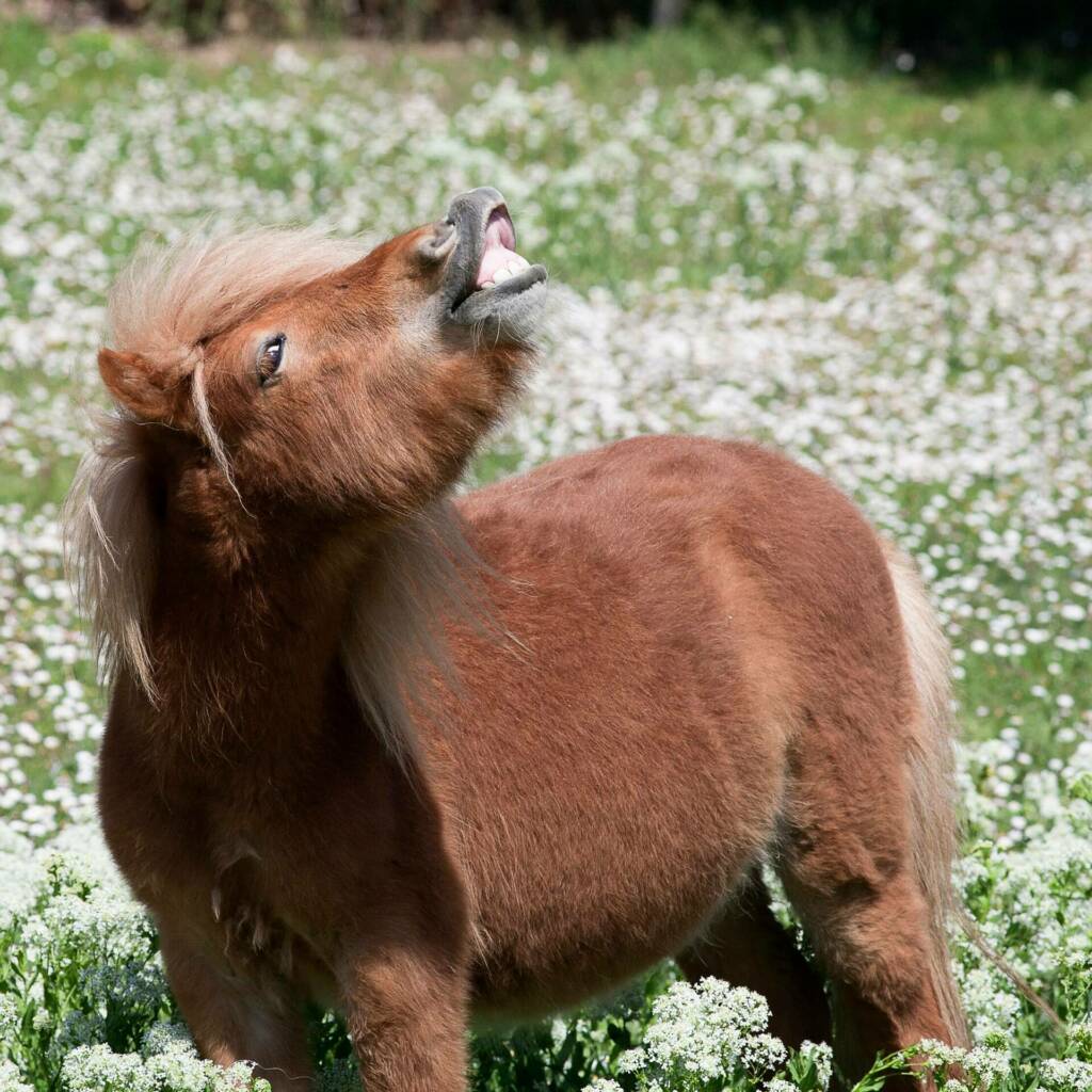 Kleines Pony im Sommer auf einer blühenden Weide, dem Lebensraum der Kriebelmücken und Gnitzen