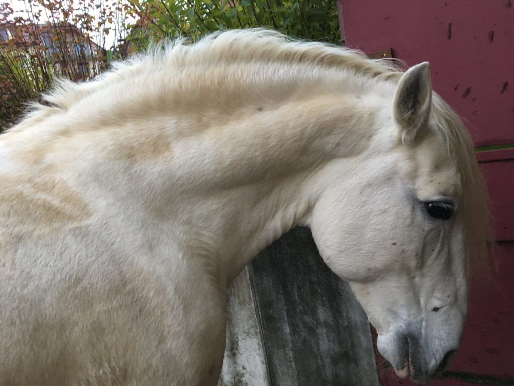 Graues Pony im Profil mit ausgeprägtem Fettkamm am Hals, einem typischen Warnzeichen für eine Insulindysregulation und erhöhtes Hufrehe-Risiko