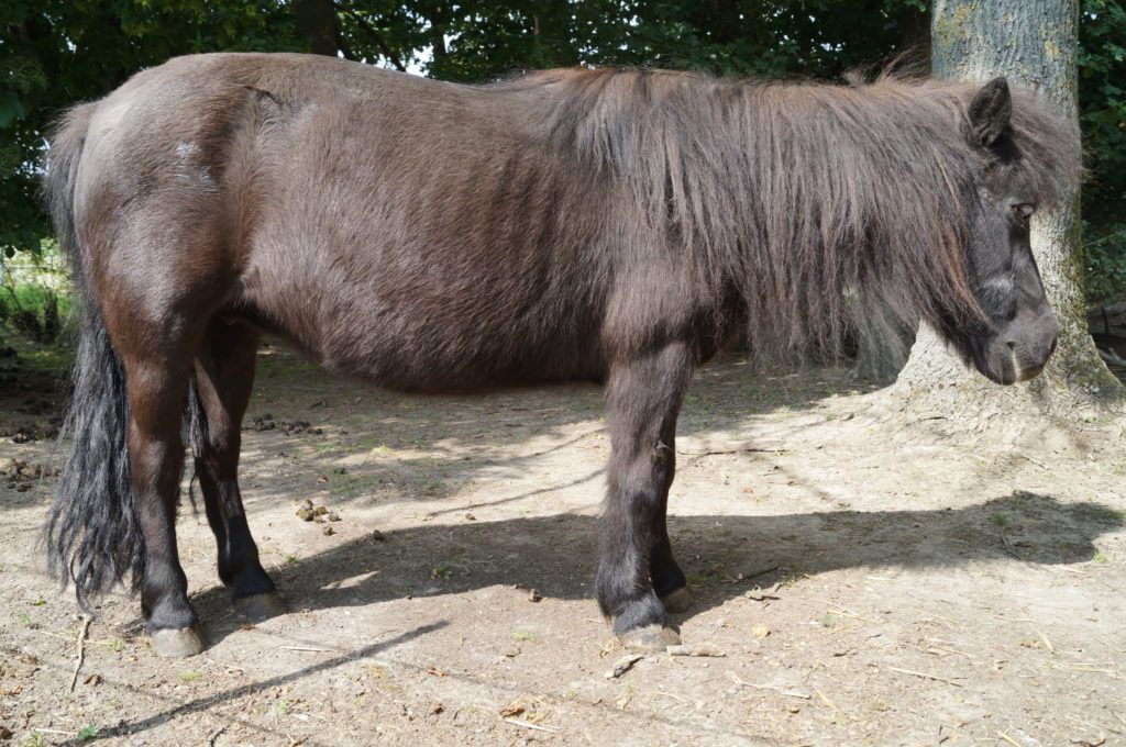 Übergewichtiges dunkles Pony mit rundlichem Körper unter einem Baum, Übergewicht ist ein wichtiger Risikofaktor für Hufrehe