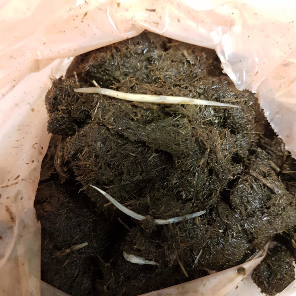 Pferdeaepfel mit sichtbaren Wuermern als Hinweis auf einen Parasitenbefall, eine der moeglichen Ursachen fuer Gewichtsverlust