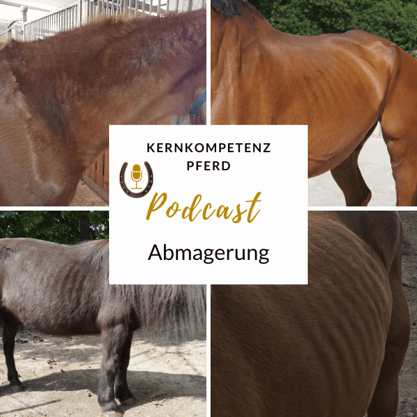 Podcast-Cover zur Folge ueber Abmagerung beim Pferd mit Fotos deutlich abgemagerter Pferde