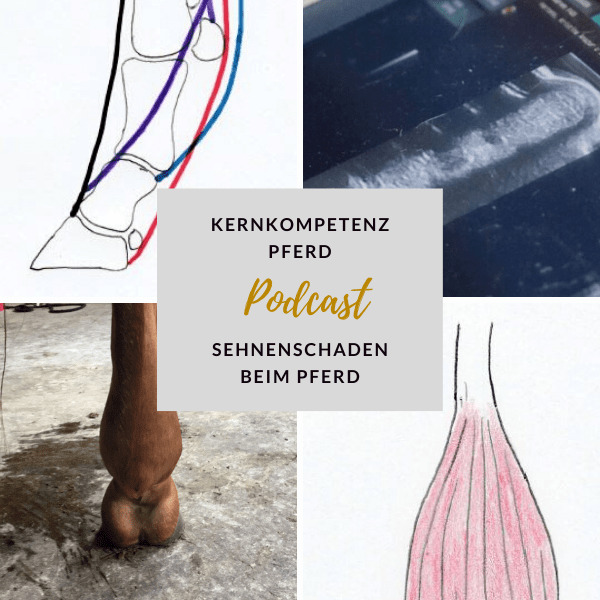 Podcast-Titelbild Sehnenschaden beim Pferd mit anatomischen Skizzen des Sehnenverlaufs am Bein, Ultraschallbild und Fesselträger mit Muskelfasern.