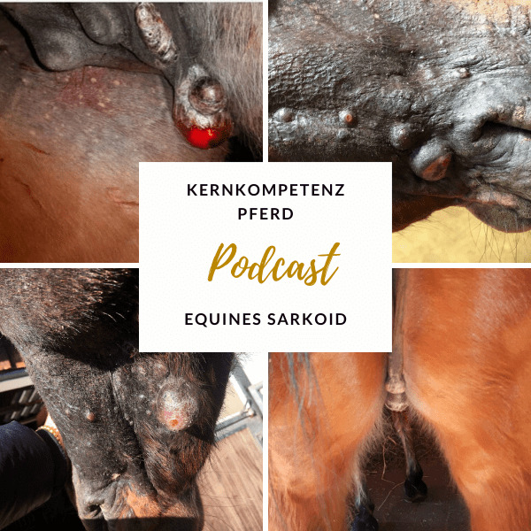 Equines Sarkoid beim Pferd, Titelbild der Podcast-Folge