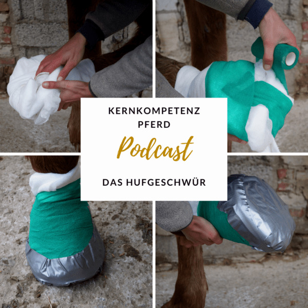Angelegter feucht-warmer Hufverband am Pferdehuf zur Versorgung eines Hufgeschwürs