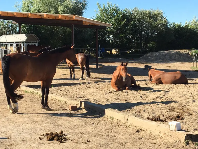Pferdeherde auf sandigem Paddock im Sommer, zwei Pferde dösen liegend in der Sonne, andere stehen im Schatten eines Unterstands.