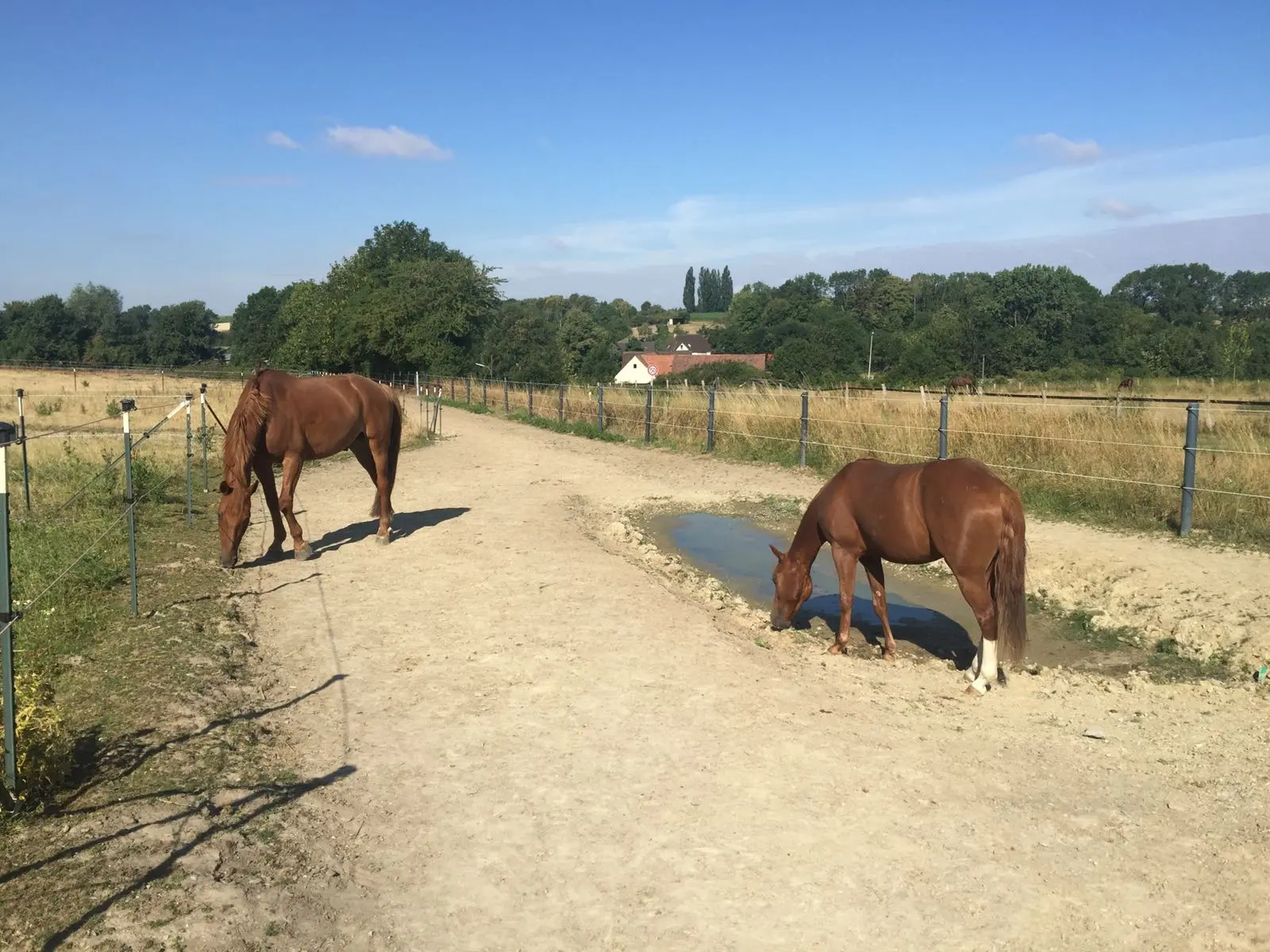 Zwei Fuchspferde auf einem Paddock Trail bei Sonnenschein, eines trinkt aus einer flachen Wasserpfütze am Wegrand.