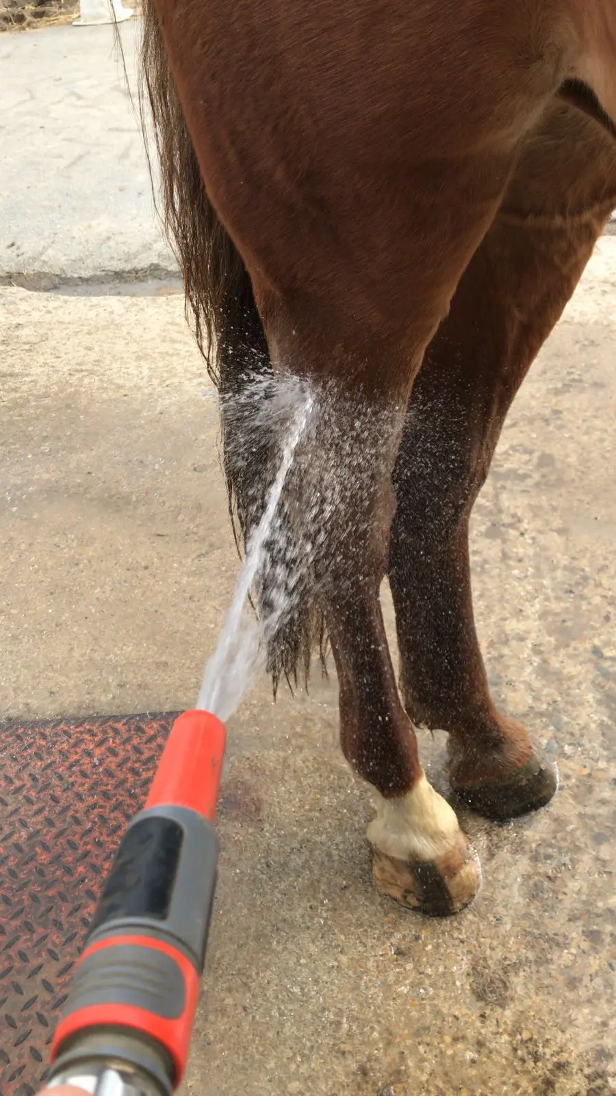 Braunes Pferd wird am Hinterbein mit dem Wasserschlauch abgespritzt, Wasserstrahl läuft über Fell und Fessel auf den Boden.