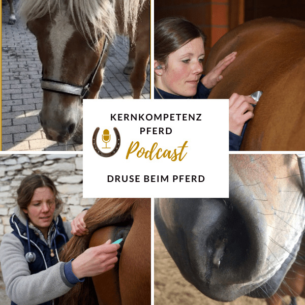 Podcast-Cover zur Folge über Druse beim Pferd mit Aufnahmen der tierärztlichen Untersuchung von Nüstern und Kehlgang