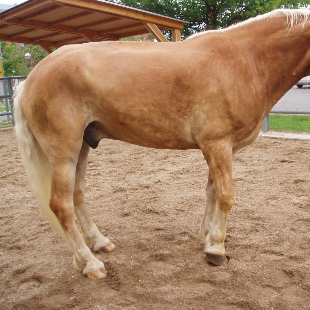 Haflinger von schräg hinten auf dem Sandpaddock, Blick auf Kruppen- und Rückenmuskulatur einer für PSSM Typ 1 prädisponierten Rasse