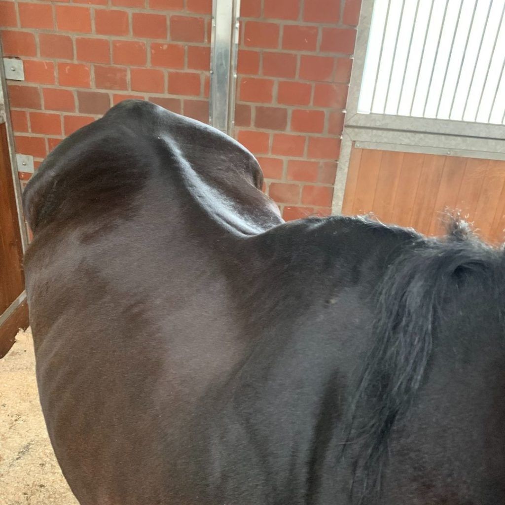 Dunkles Pferd von hinten oben fotografiert, Blick über Kruppe und Rückenlinie auf die Muskelkontur