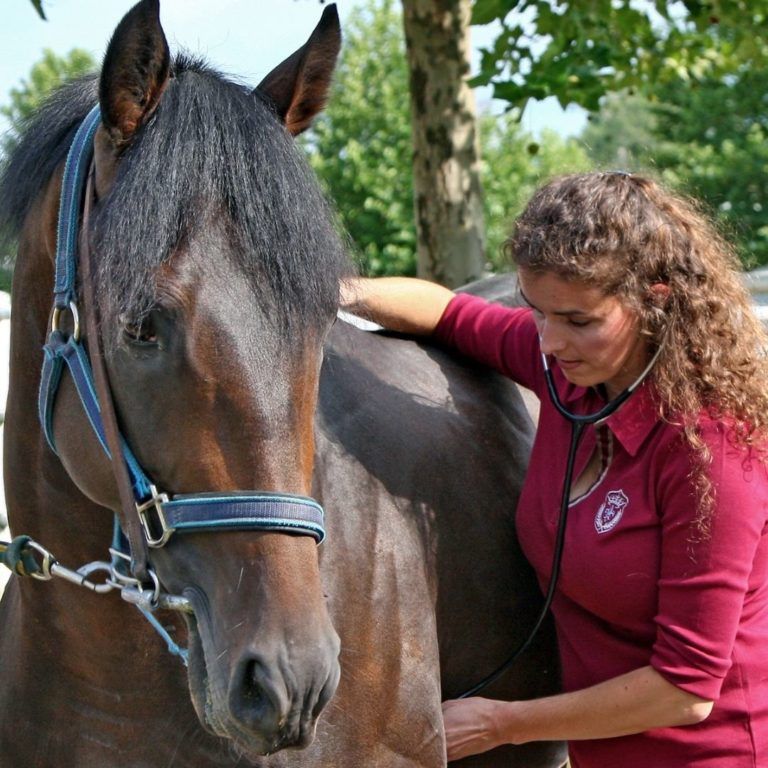 Tierärztin untersucht ein dunkelbraunes Pferd mit dem Stethoskop im Freien, klinische Untersuchung als Basis jeder Diagnostik