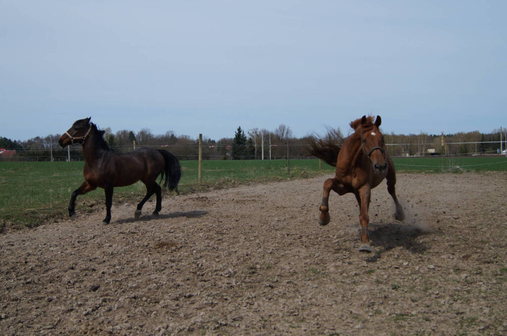 Pferd auf der Koppel, dazu der Mythos, ein Sehnenschaden entstehe durch einen Tritt ins Loch