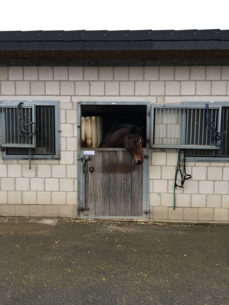 Pferd in Einzelhaltung auf kleinem Auslauf als Sinnbild für Bewegungsmangel