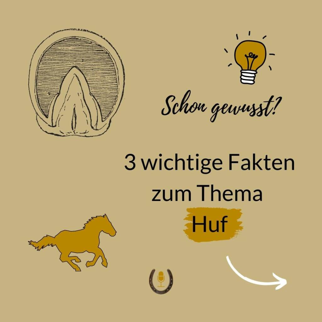 Titelgrafik: Schon gewusst? 3 wichtige Fakten zum Thema Huf
