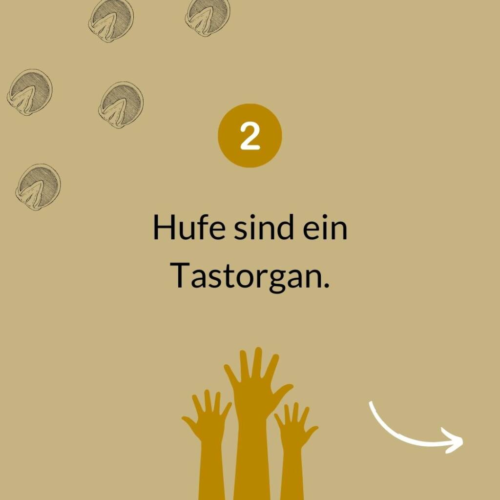 Grafik Huf-Fakt 2: Hufe sind ein Tastorgan, illustriert mit tastenden Händen