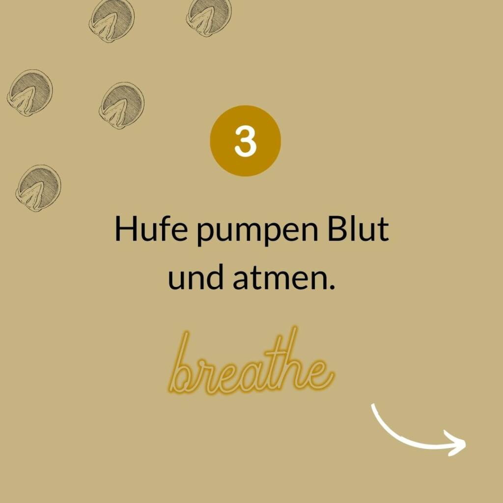 Grafik Huf-Fakt 3: Hufe pumpen Blut und atmen, mit dem Schriftzug breathe