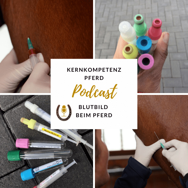 Podcast-Cover zur Folge Blutbild beim Pferd: Collage mit Blutabnahme an der Halsvene und bunten Blutröhrchen