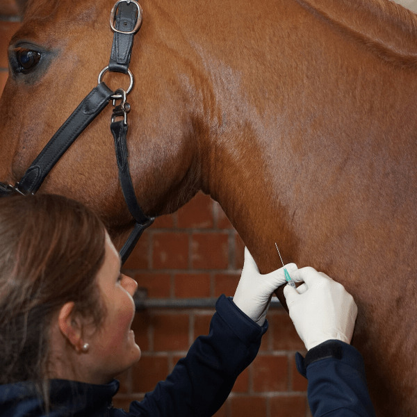 Tierärztin nimmt beim Pferd Blut aus der Halsvene, mit Handschuhen und Kanüle