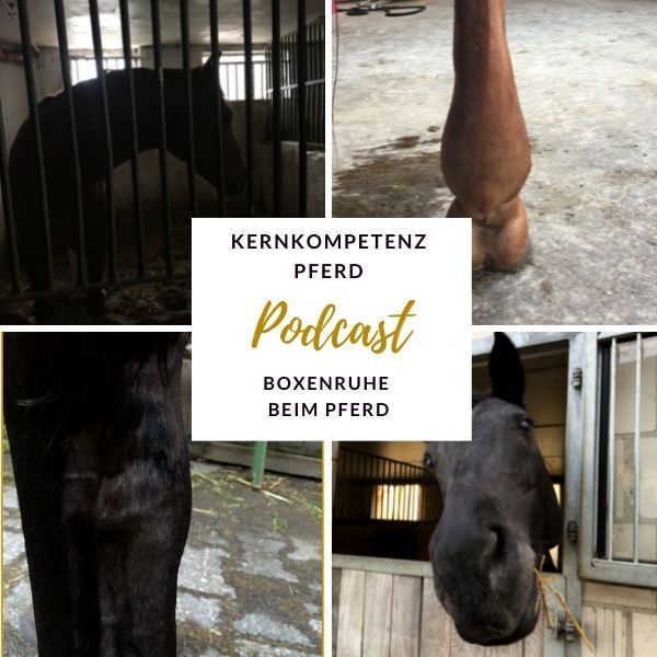Podcast-Cover zur Folge Boxenruhe beim Pferd: Collage mit Pferd in der Box hinter Gittern, Pferdebein, dunklem Fell und Pferdekopf am Boxenfenster
