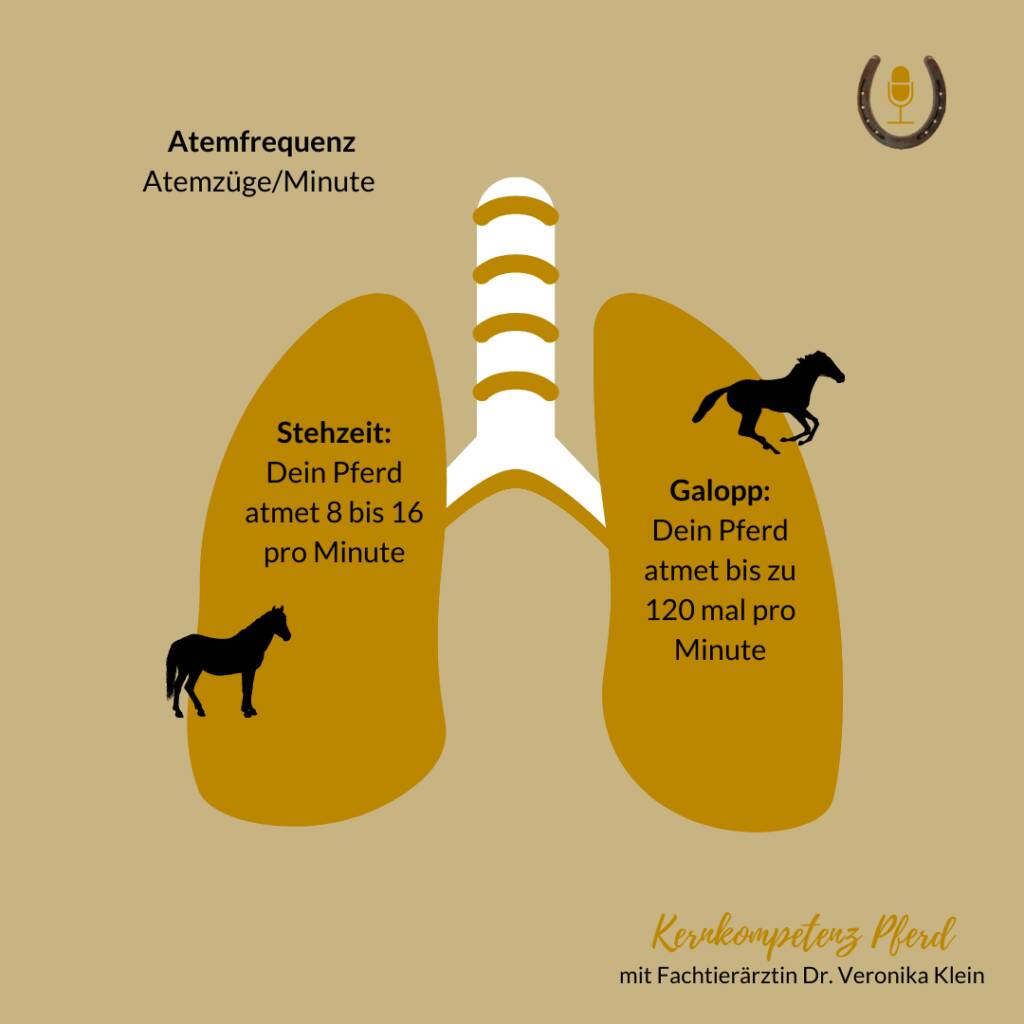 Infografik zur Atemfrequenz des Pferdes: In Ruhe 8 bis 16 Atemzüge pro Minute, im Galopp bis zu 120 Atemzüge pro Minute
