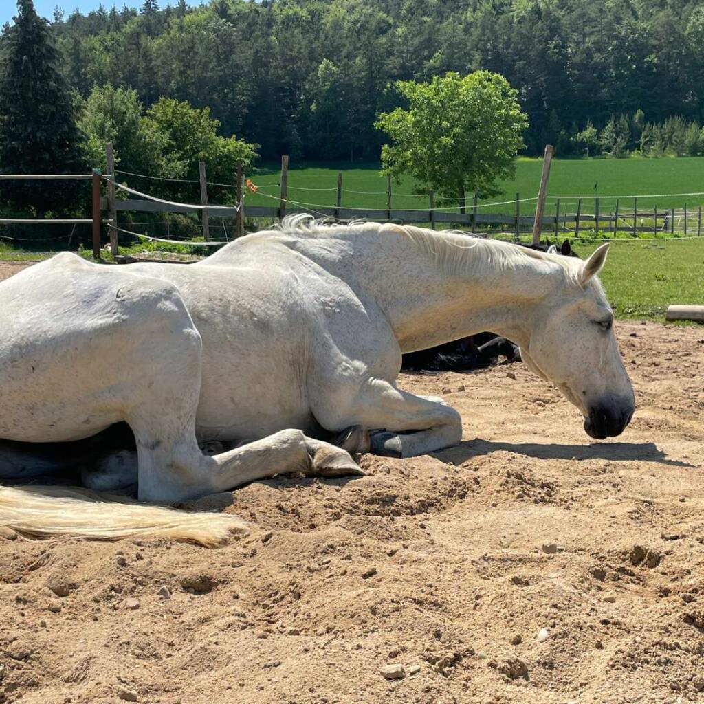 Alter Schimmel liegt entspannt im Sand und döst in der Sonne
