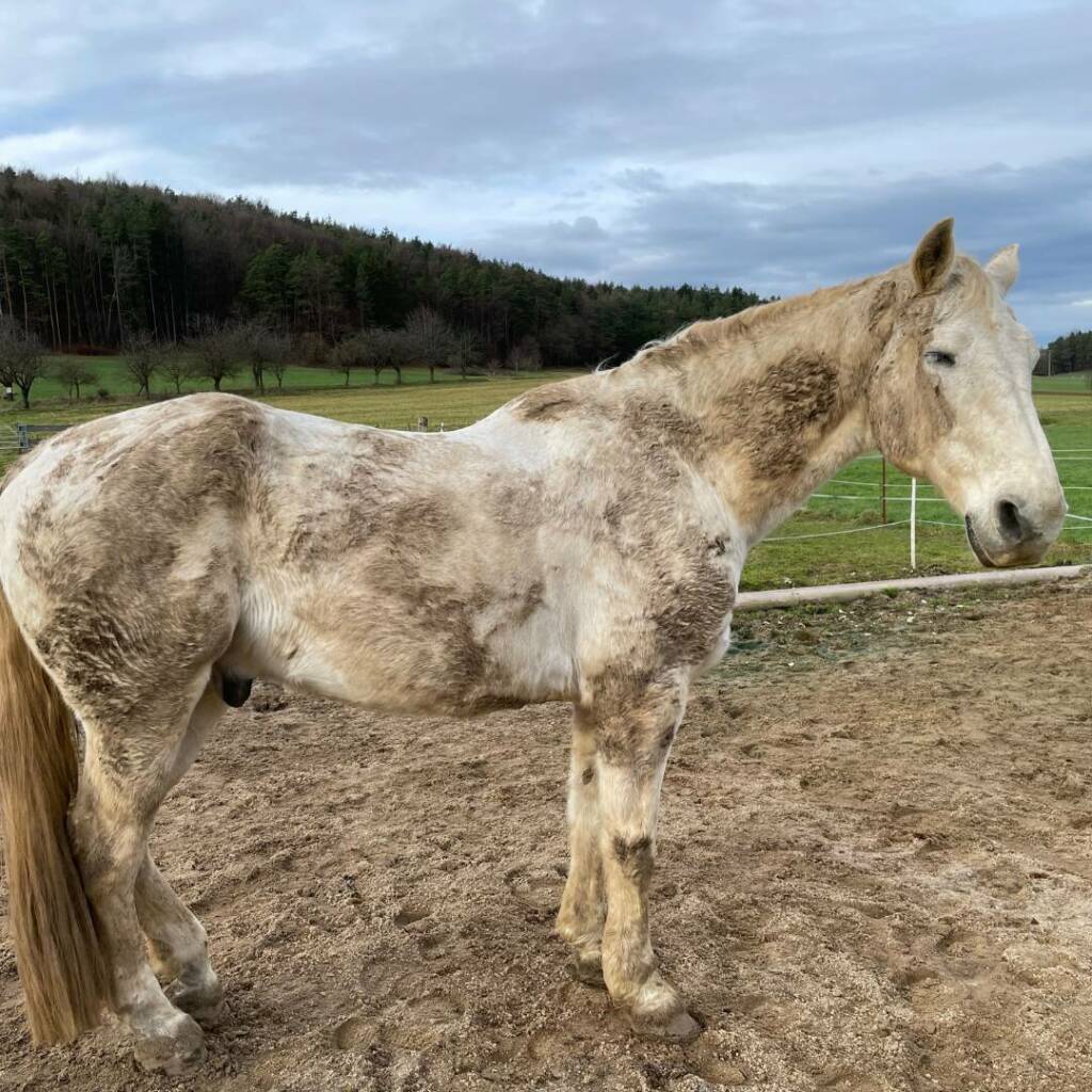 Alter Schimmel mit dreckigem Winterfell steht zufrieden auf dem Paddock