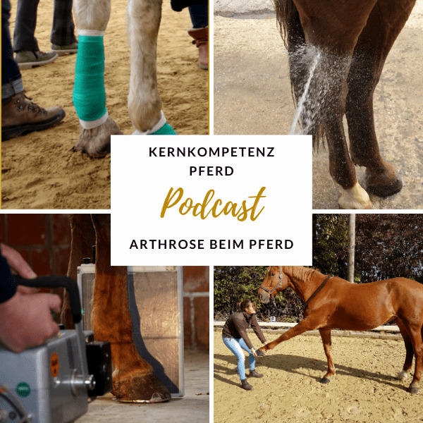 Podcast-Cover zur Folge Arthrose beim Pferd: Collage mit Stützverband, Kühlung des Beins mit Wasser, Röntgenuntersuchung und Beugeprobe