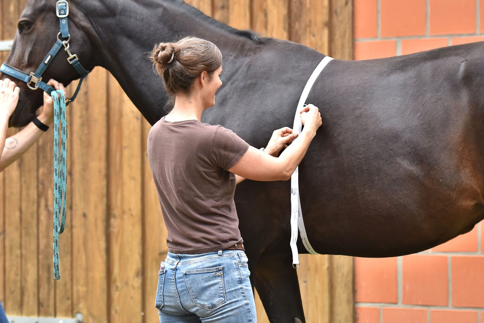Pferdebesitzerin legt einem dunklen Warmblut ein weißes Gewichtsmaßband um den Rumpf, um das Gewicht ohne Waage zu bestimmen
