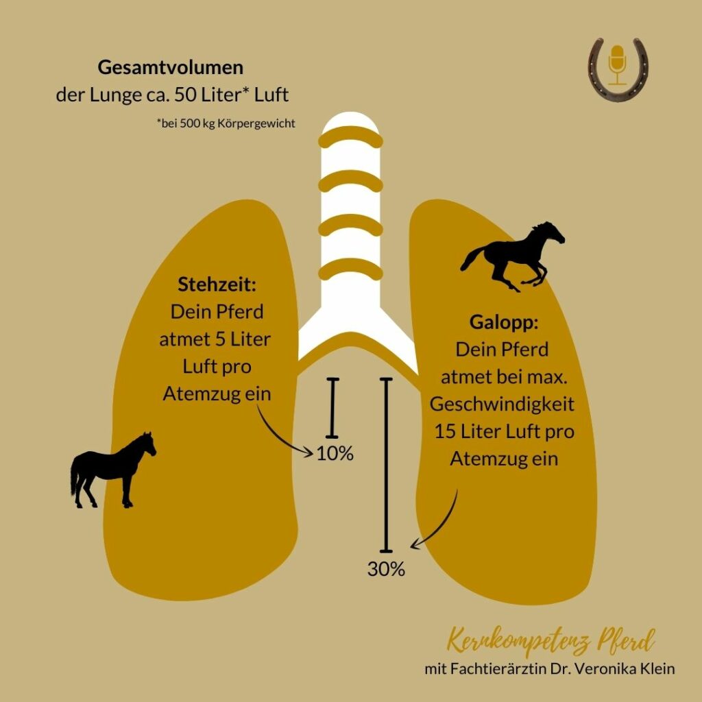Schematische Darstellung der Pferdelunge, Lungenvolumen und Belüftung in Ruhe und in Bewegung