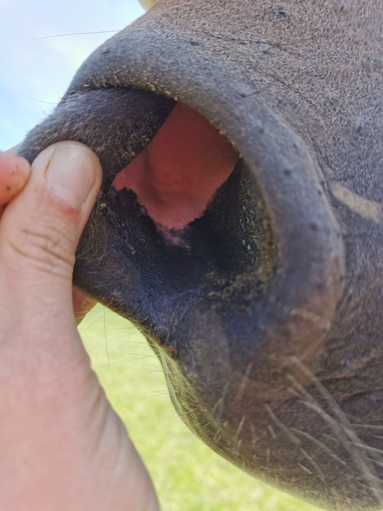 Nüsternkontrolle bei dunkel pigmentierter Nüster: Der Daumen hebt den Nüsternflügel an, Sekretrinne und Übergang zur rosafarbenen Schleimhaut sind zu sehen