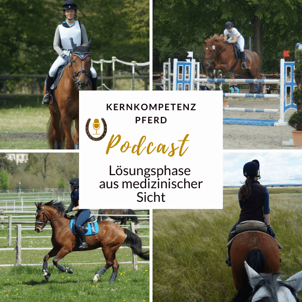 Grafik zur Lösungsphase im Pferdetraining: Aufwärmen als erster Baustein jeder Einheit