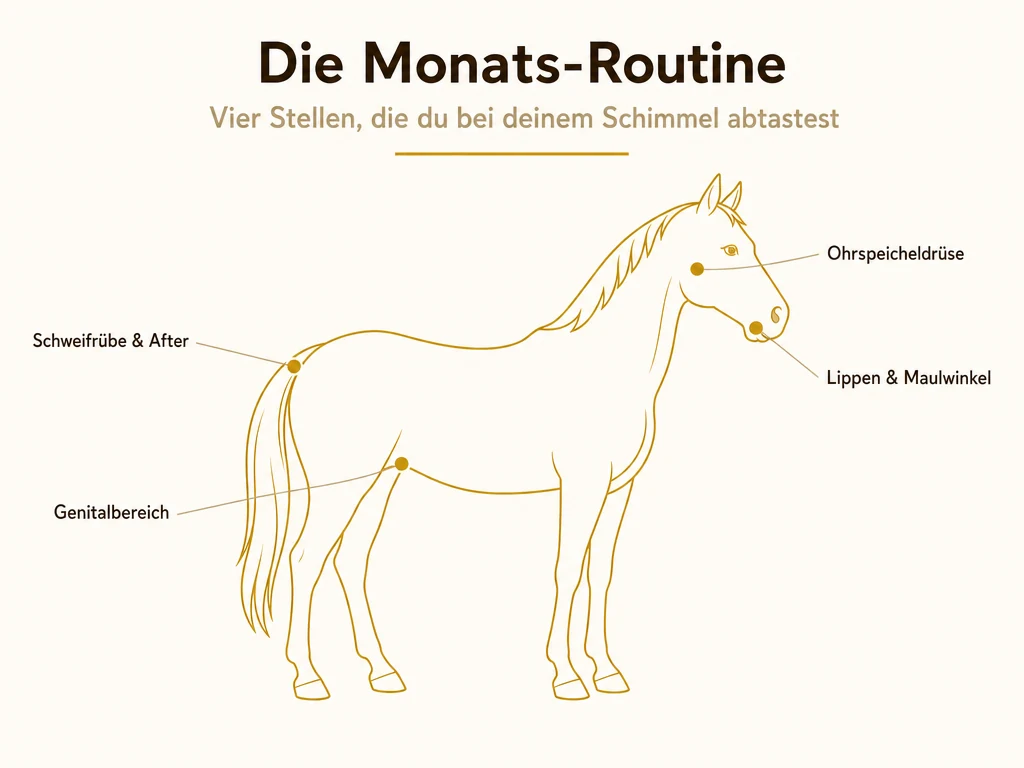 Infografik: Die Monats-Routine. Pferde-Silhouette mit den vier Tast-Stellen Schweifrübe und After, Genitalbereich, Lippen und Maulwinkel sowie Ohrspeicheldrüse.