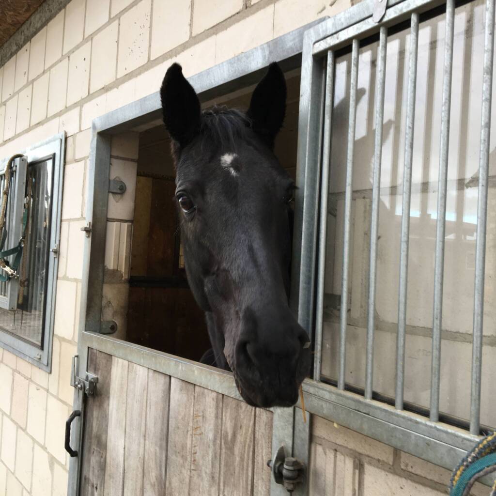 Pferd schaut aus einer Box mit Fenster in den Stall, klassische Boxenhaltung mit wenig freier Bewegung
