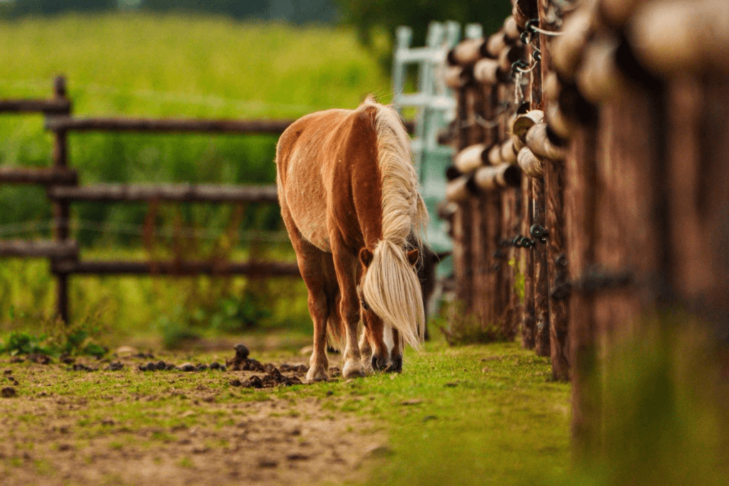 Pony grast auf dem Paddock Trail entlang eines Holzzauns, Beispiel für Haltung mit dauerhafter Bewegung