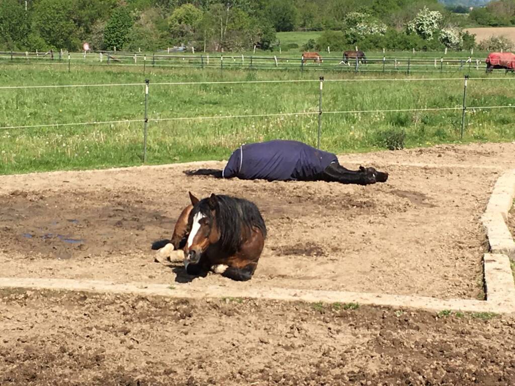 Zwei Pferde ruhen auf einem Sandpaddock, eines liegt flach abgelegt im REM-Schlaf