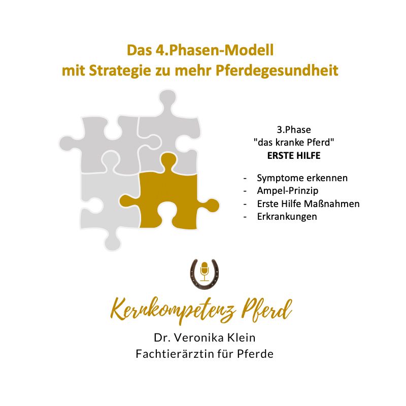 Infografik zum 4-Phasen-Modell: Phase 3 Erste Hilfe für das kranke Pferd